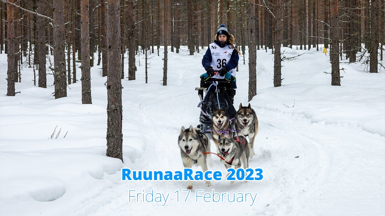 Ruunaa Race 2023 Friday 17 February - Dogsled Finnish Championships