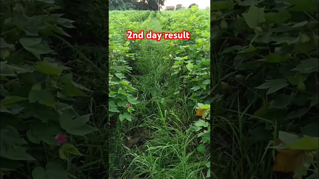 Herbicides spray result 2nd day