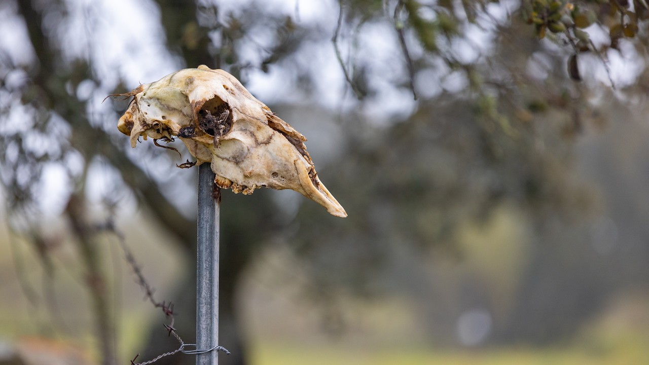 5 | Via de la Plata | How safe is this Camino, really?