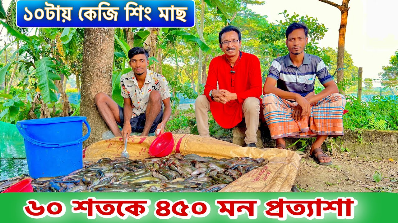৬০শতকে ৪৫০ মন শিং মাছ প্রত্যাশা, ১০টায় কেজি হয়েছে।। catfish bd 