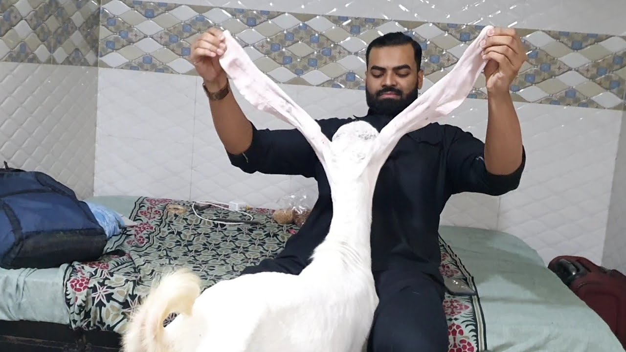 Indian Kapla Goat Agripada Mumbai.