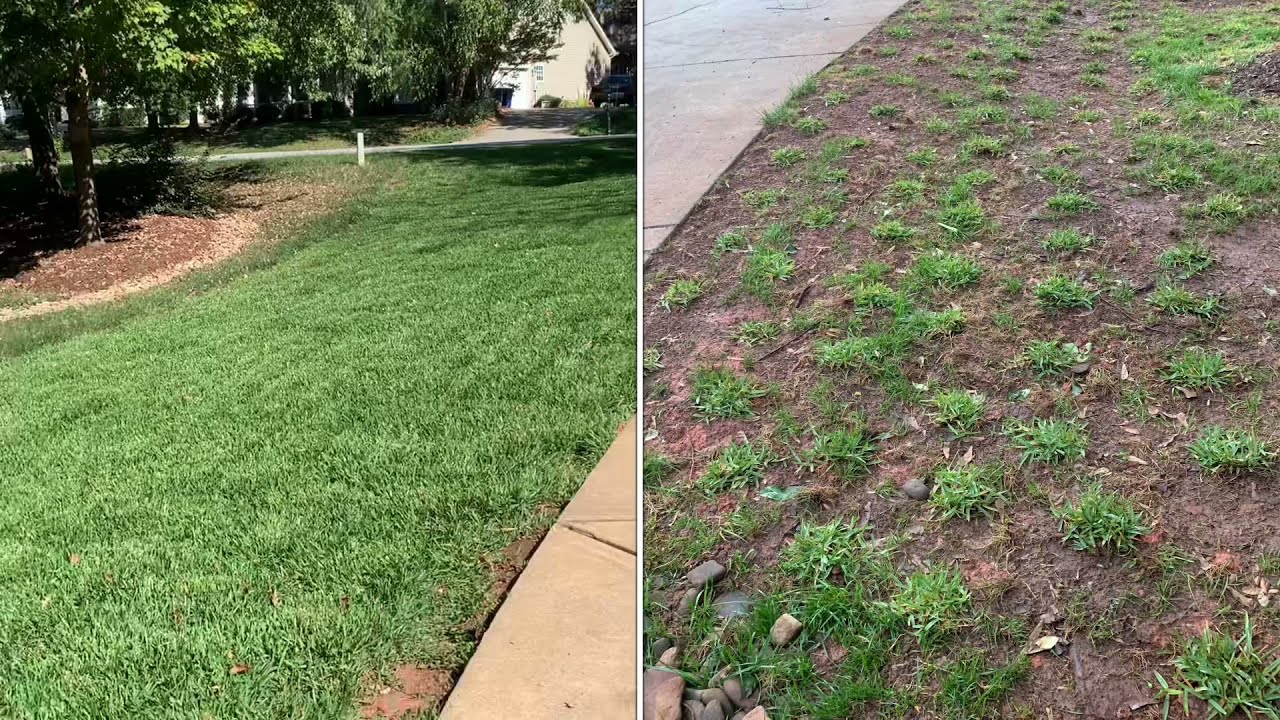Lawn Renovation - St Augustine Plug Grow 6 month Update - Before/After pics