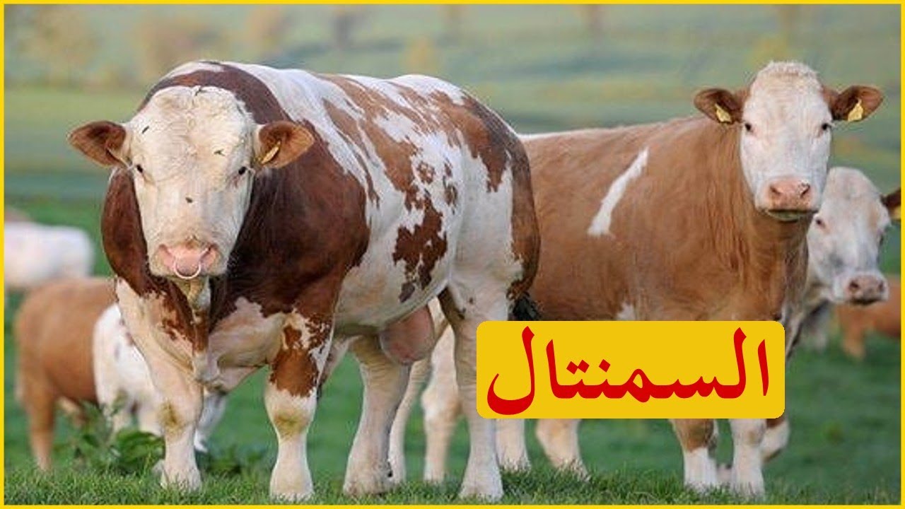 سلالة أبقار السمنتال | مميزات وخصائص في إنتاج الحليب واللحم