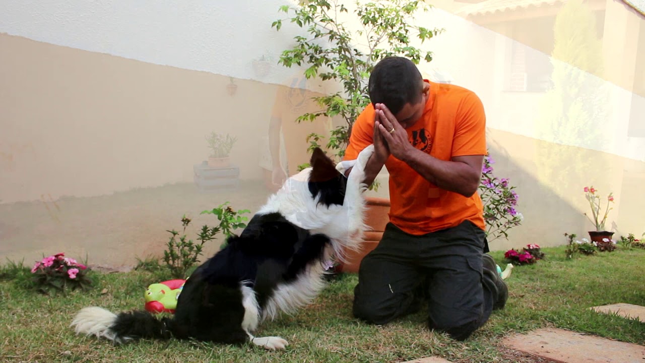 Adestracão Profissional - Adestramento de Border Collies