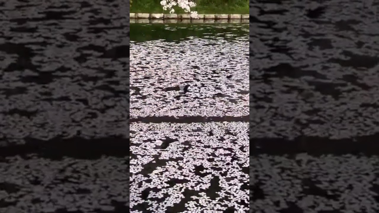 🦆🌸 Serene: Duck Glides Through Lake Amidst Blossoms 🌿🌊 #Tranquility #Shorts #Relaxing #ASMR