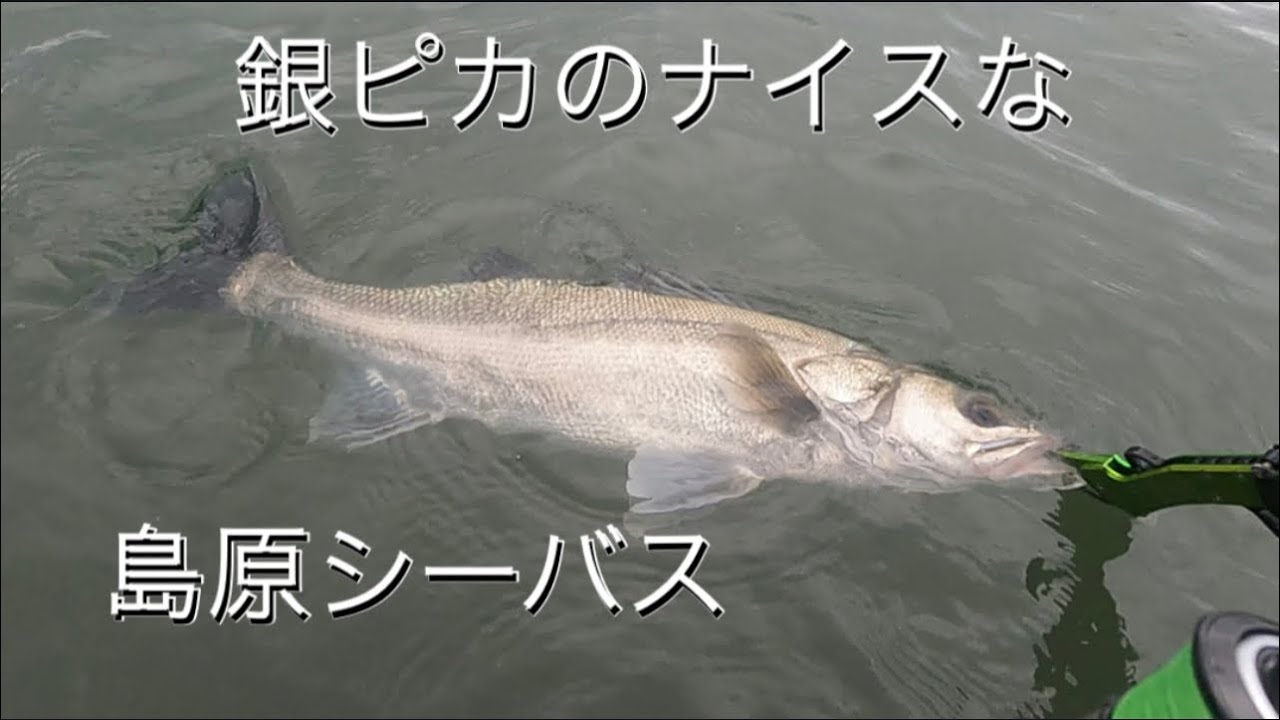 今年最後の島原釣行｡DAYでポイント移動を繰り返しシーバスとファイトを楽しみました。