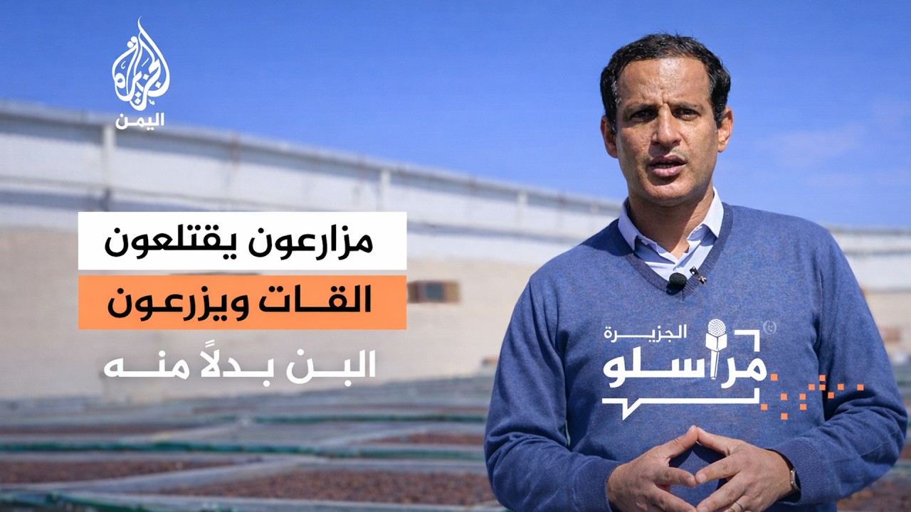 وداعاً للقات في جبال صنعاء.. لماذا قرر مزارعو اليمن اقتلاع مئات الآلاف من الأشجار لصالح البن؟