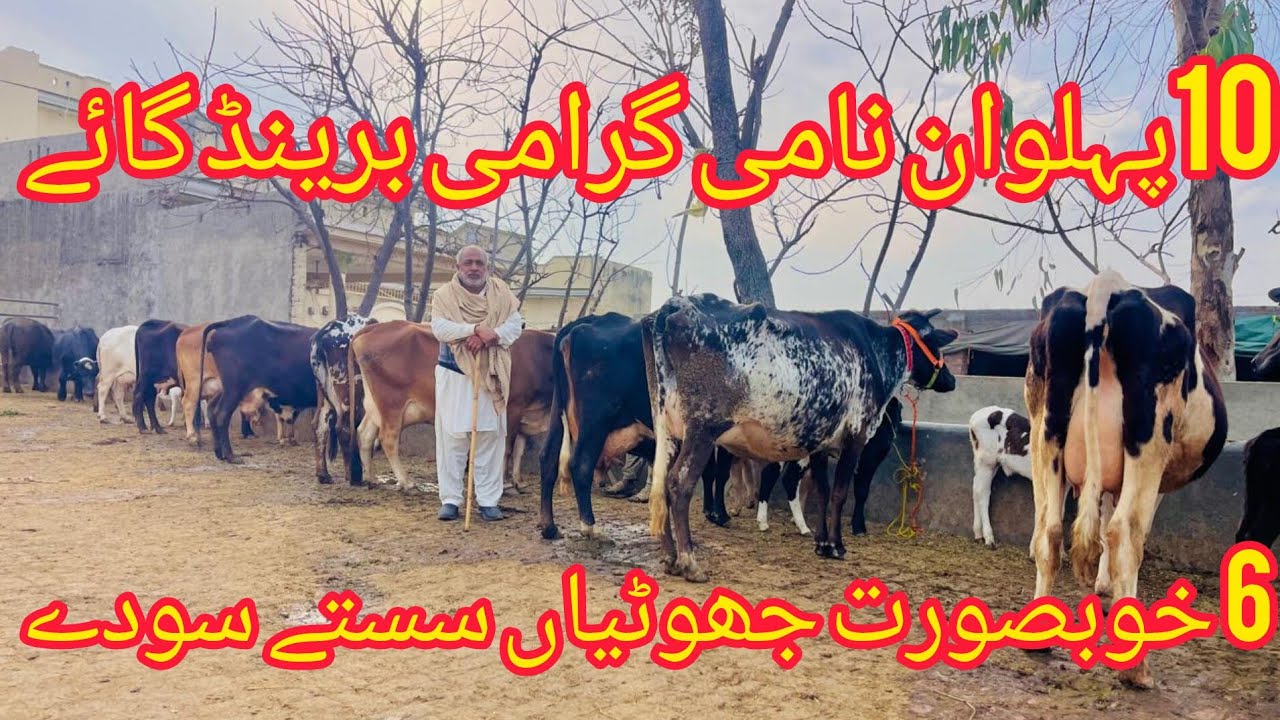 صوبیدار رفاقت سیالکوٹ 10گائے اور 6جھوٹیاں دستیاب ہیں 2 فروری 2026/barkatdairyfarm 