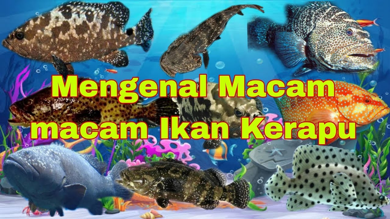 Mengenal Macam macam Ikan Kerapu