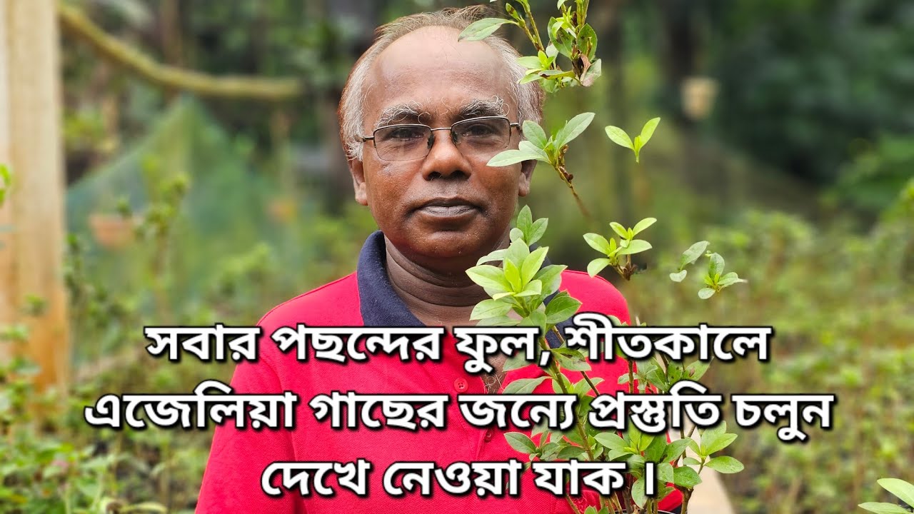 সবার পছন্দের ফুল, শীতকালে এজেলিয়া গাছের জন্যে প্রস্তুতি চলুন দেখে নেওয়া যাক ।