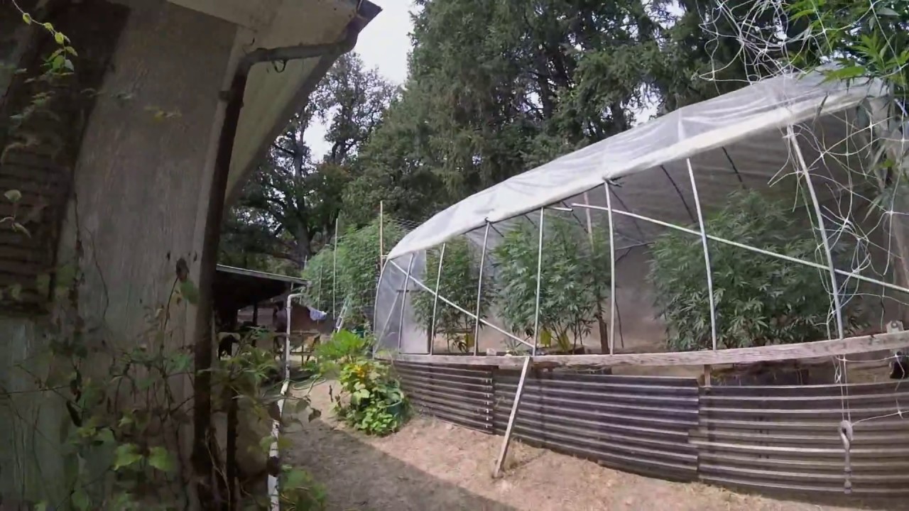 CINDERELLA99 CANNABIS TREES GREENHOUSE GROW