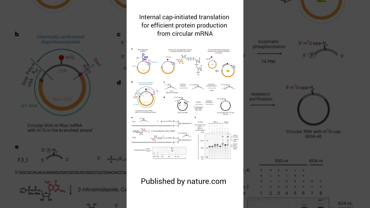 Internal cap-initiated translation for efficient protein production from circular mRNA