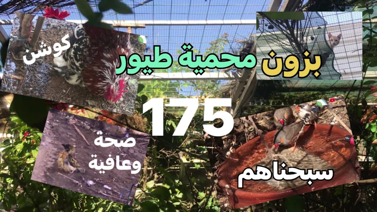 محمية الطيور والنباتات(175) جولة يومية في رحاب الحديقة 🌱سقي الاشجار وتفقد الاعشاش