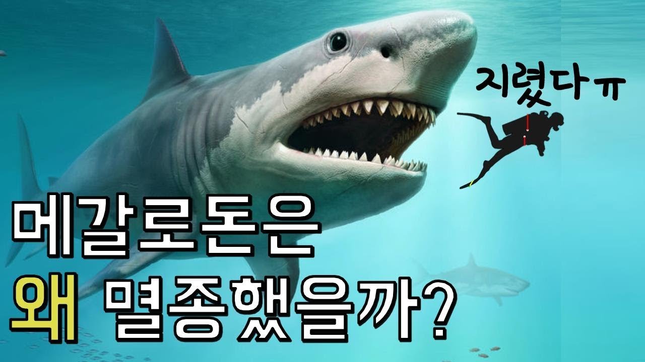 초거대 상어 메갈로돈은 왜 멸종했을까?