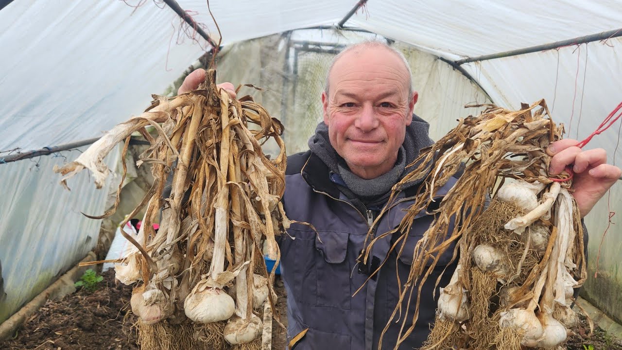 En Février, on plante  l ́Ail dans le nord !