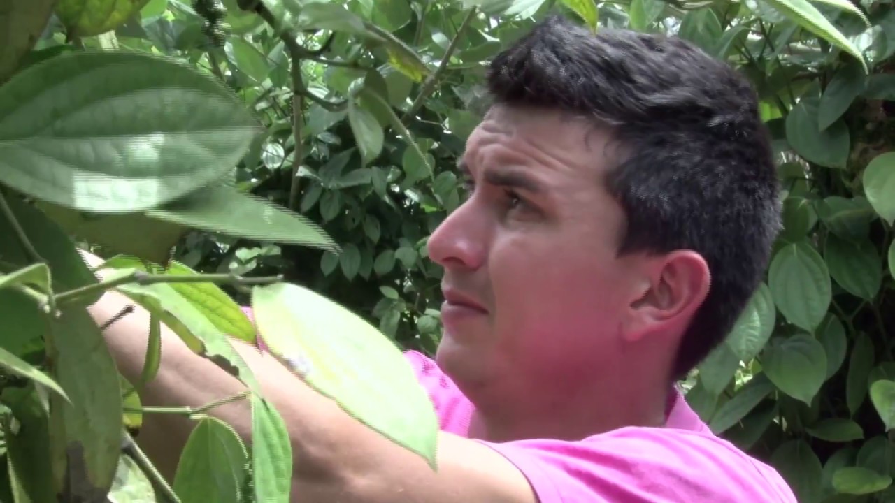 Reinserción de Jovenes en  Agricultura Familiar