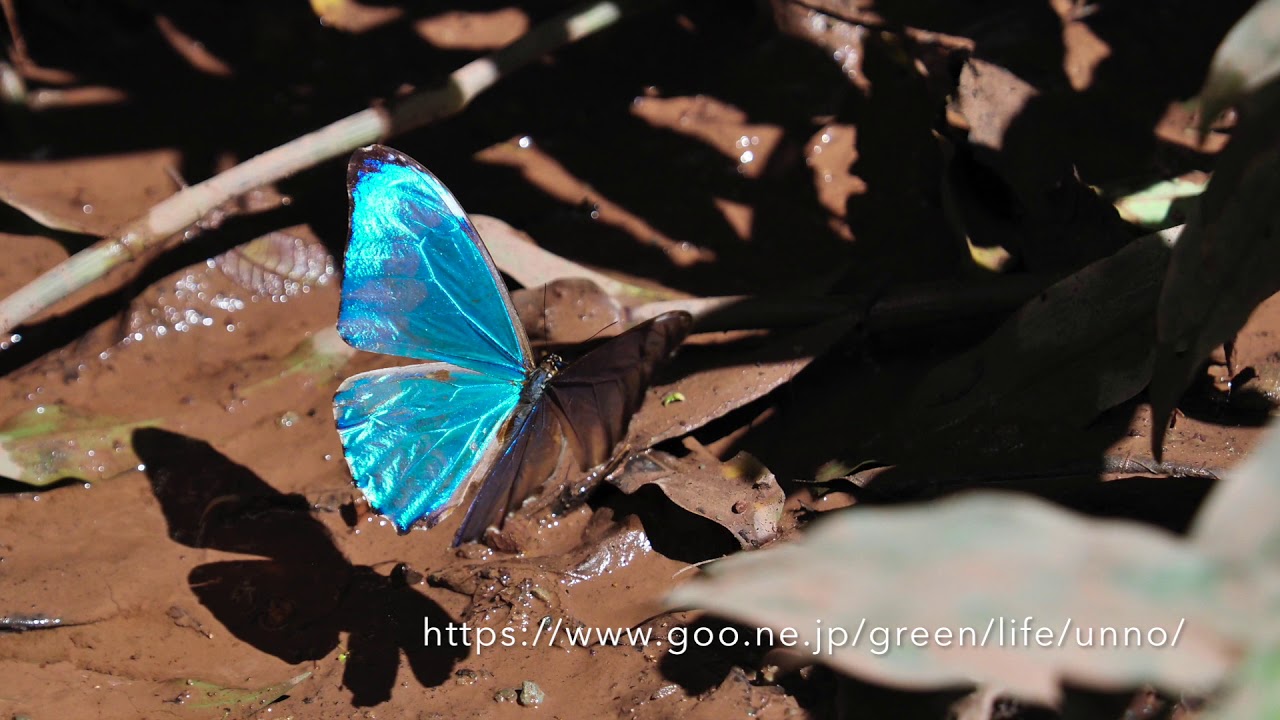 南米のモルフォチョウ　Morpho Butterflies from South America