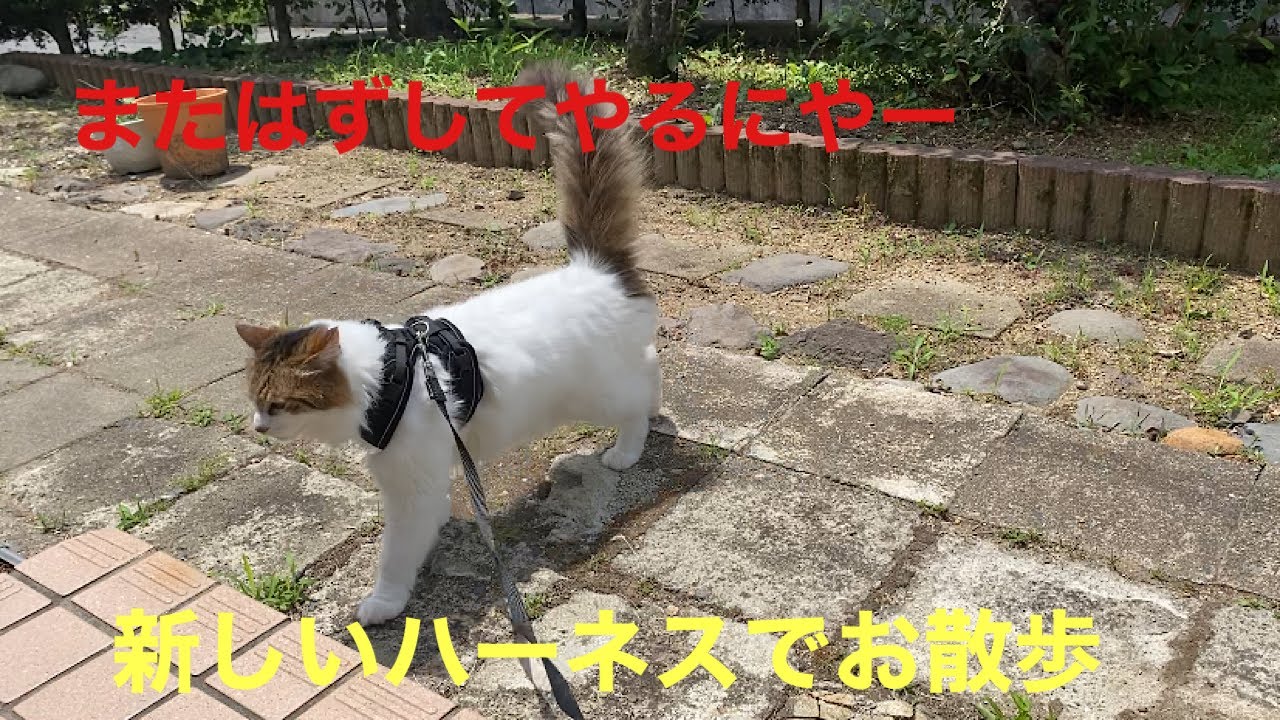 [70歳おばあちゃんと猫2匹のくらし]おちびな野良猫もきたよ