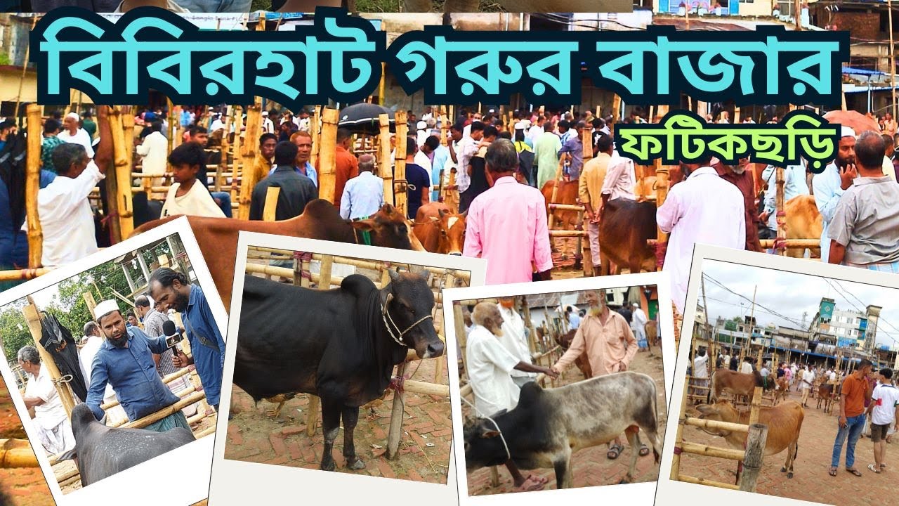 ৩০ হাজার টাকা থেকে ১৫০০০০ টাকায় কোরবানির গরু ।ফটিকছড়ি ।বিবিরহটি।চট্টগ্রাম।