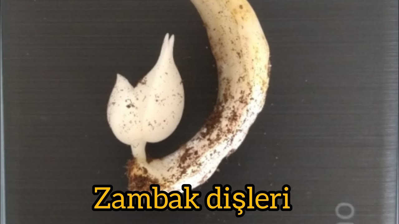 Zambak dişleri yumru yapımı ÇOĞALTMA
