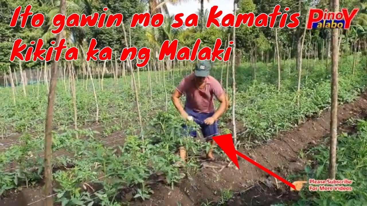 DAPAT mong GAWIN sa PAGTANIM ng KAMATIS - Tomato Farming