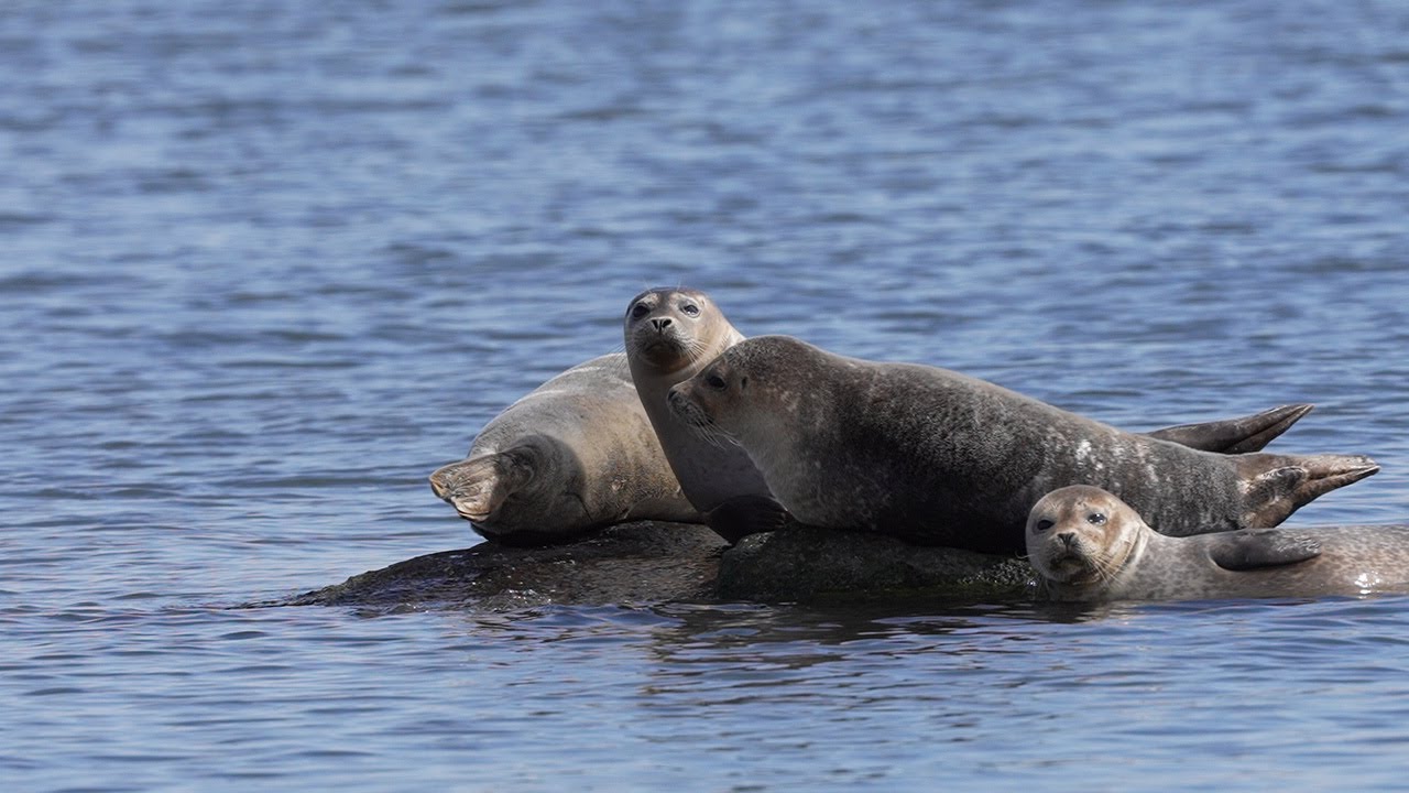 4-3-2-1 Harbor Seals on a Rock