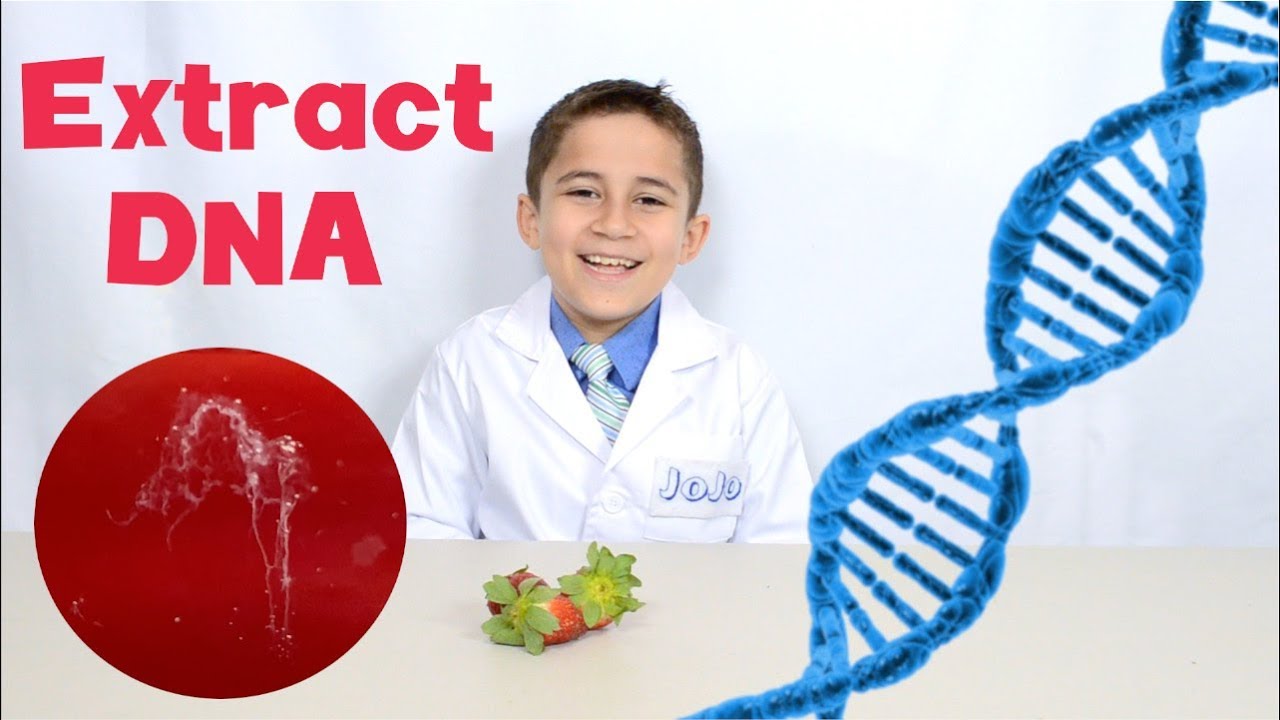 Extract DNA from Strawberries - Jojo's Science Show easy experiment
