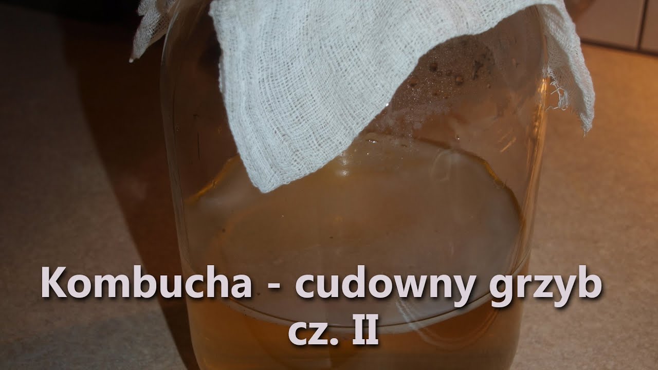 Kombucha Cudowny grzyb cz  II