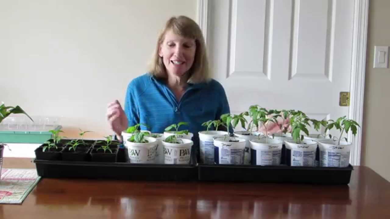 Seed-starting 6: Seed orientation for best germination