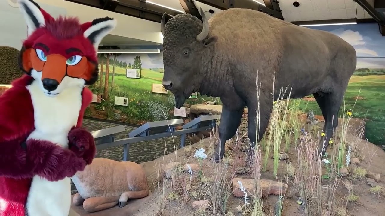 Coyote at Wind Cave!