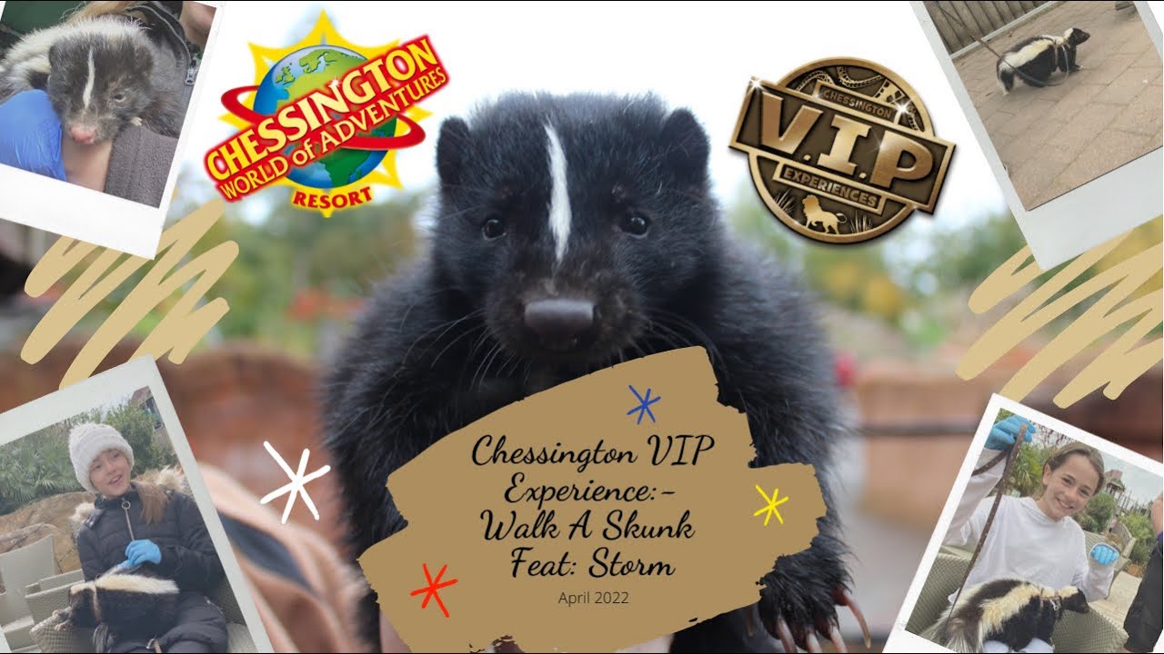 Chessington VIP Experience:- Skunk Walk Feat Storm / April 2022