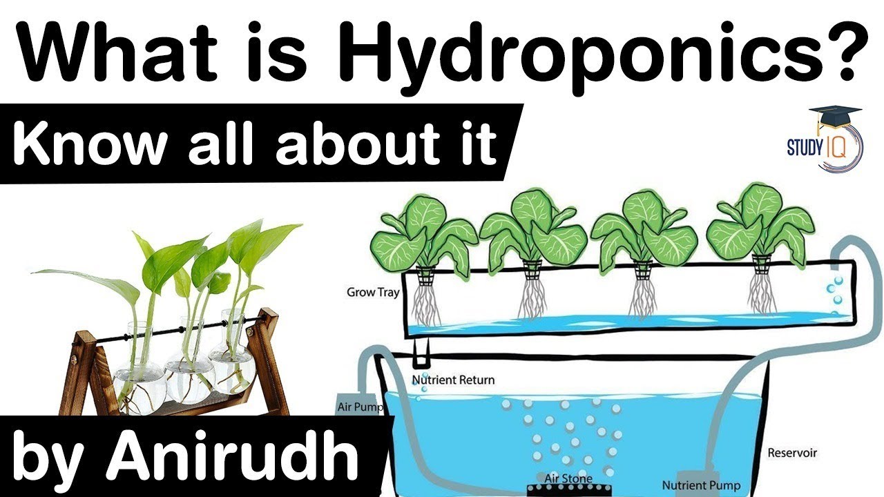 What is Hydroponics? History of Hydroponics explained - Merits & Demerits of Hydroponics #UPSC #IAS