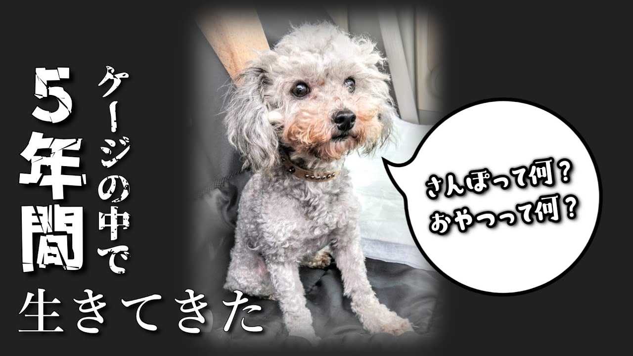 5歳までケージで生きた繁殖犬が飼い犬になった日