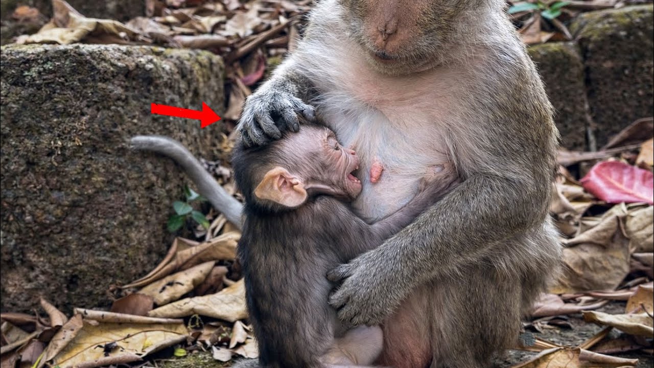 Heart Breaking Moment ! Baby monkey is very hungry but got rejected from his mother