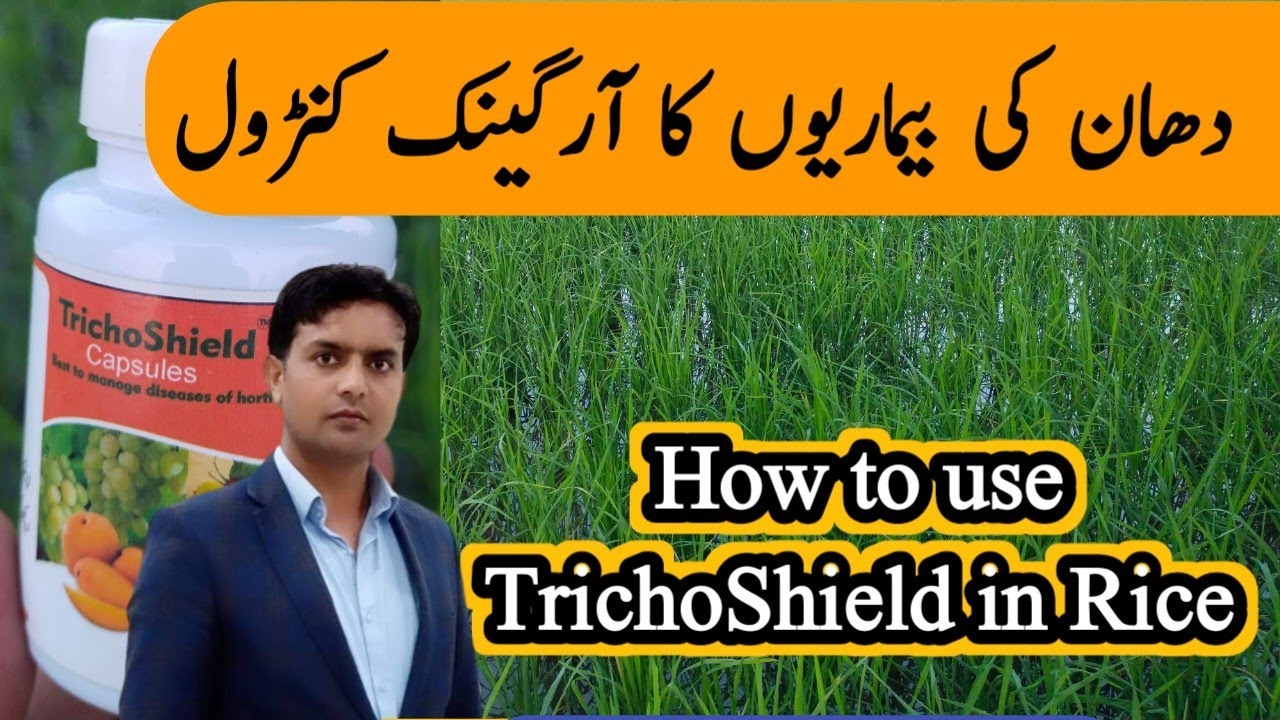 How to use TrichoShield capsules in rice crop |Control of Rice Diseases by trichoderma | Plant Clini
