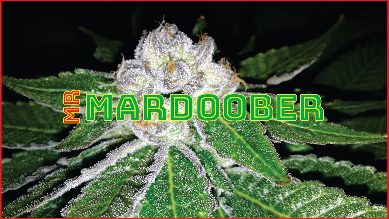 Mardoober Monday #11 - Evacuation, Eschmackuation!