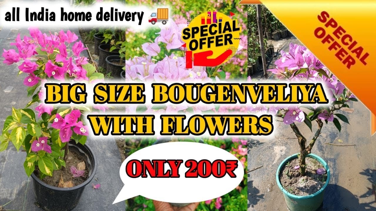 BIG SIZE BOUGENVELIYA OFFER ONLY 200🥳| ALL INDIA HOME DELIVERY🚚| LIMITED OFFER 🔥| PLANTS PLATFORM🌿