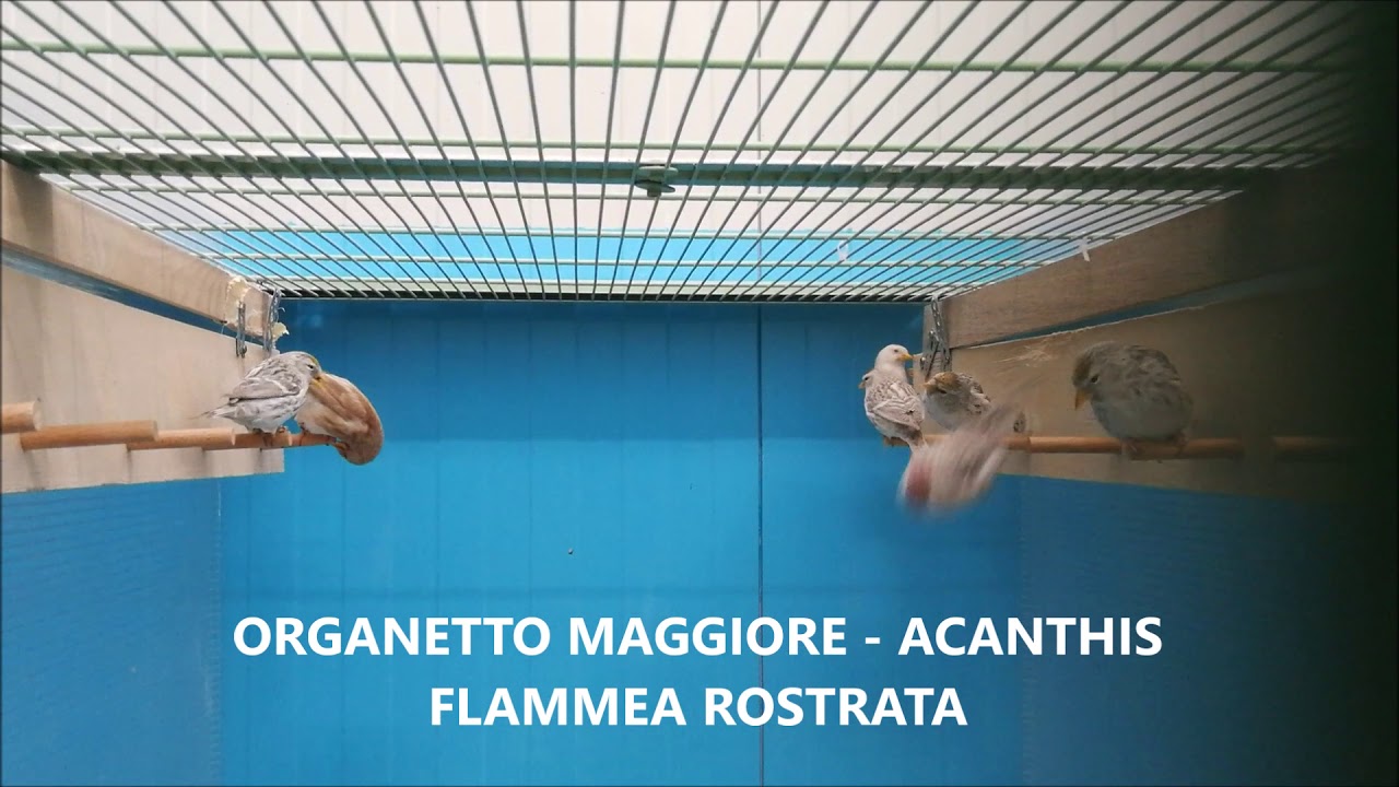 Organetti Rostrata COMMON REDPOLL - available SOR Reggio Emilia 2019