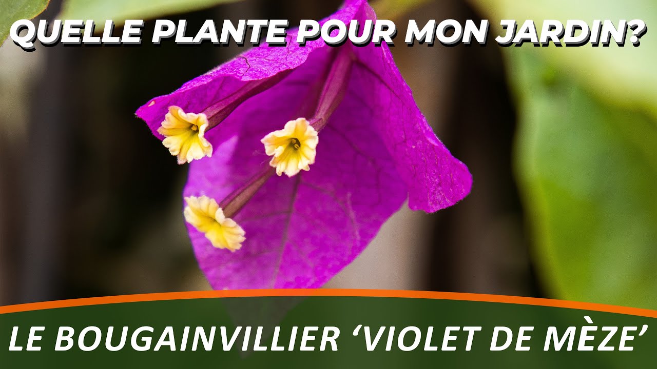 BOUGAINVILLIER 'VIOLET DE MÈZE' - Quelle plante pour mon jardin?