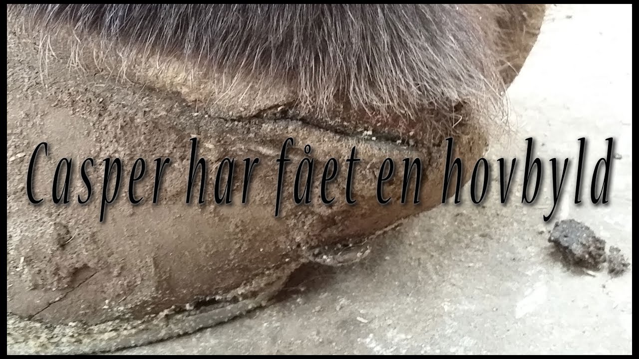 Casper har fået en hovbyld