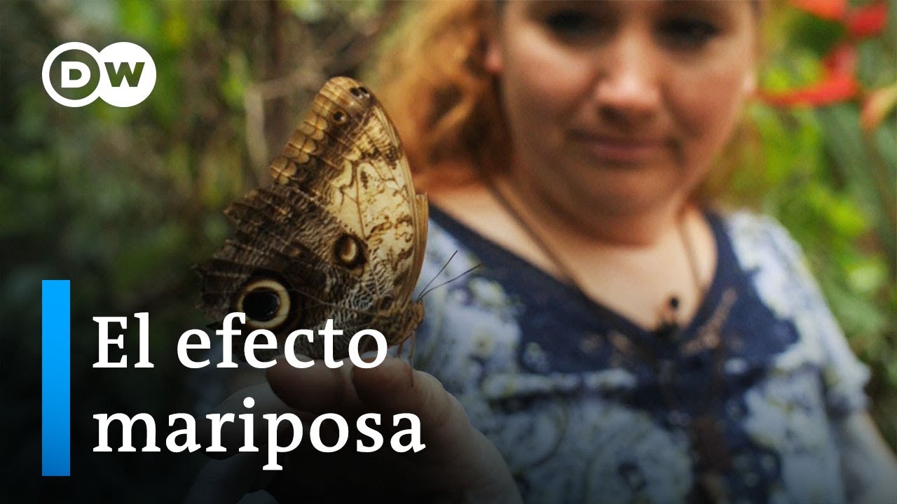 La producción de crisálidas en Costa Rica