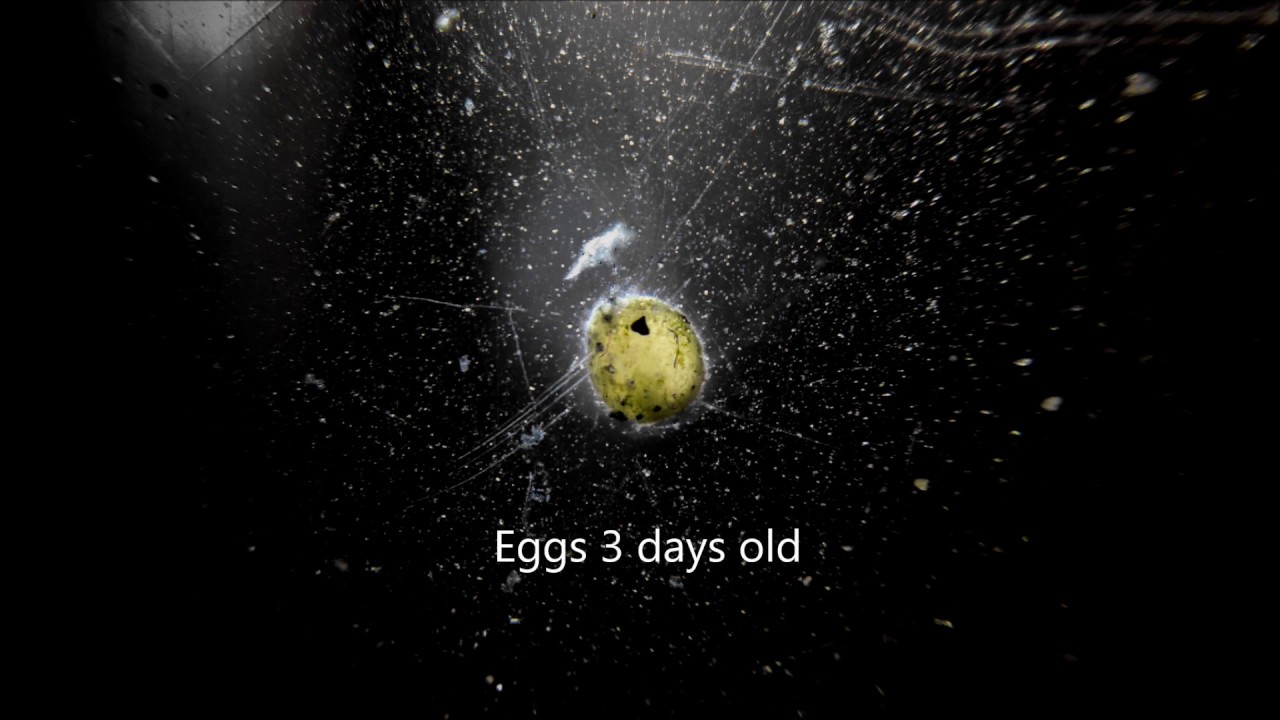 False Julii Corys : Eggs to 3 days old