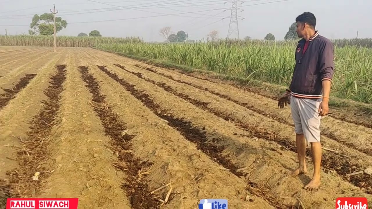 ट्रेंच विधि द्वारा गन्ना बुवाई के बाद गोबर की खाद डाली खुड मैं तसले के द्वारा खाद कम काम ज्यादा