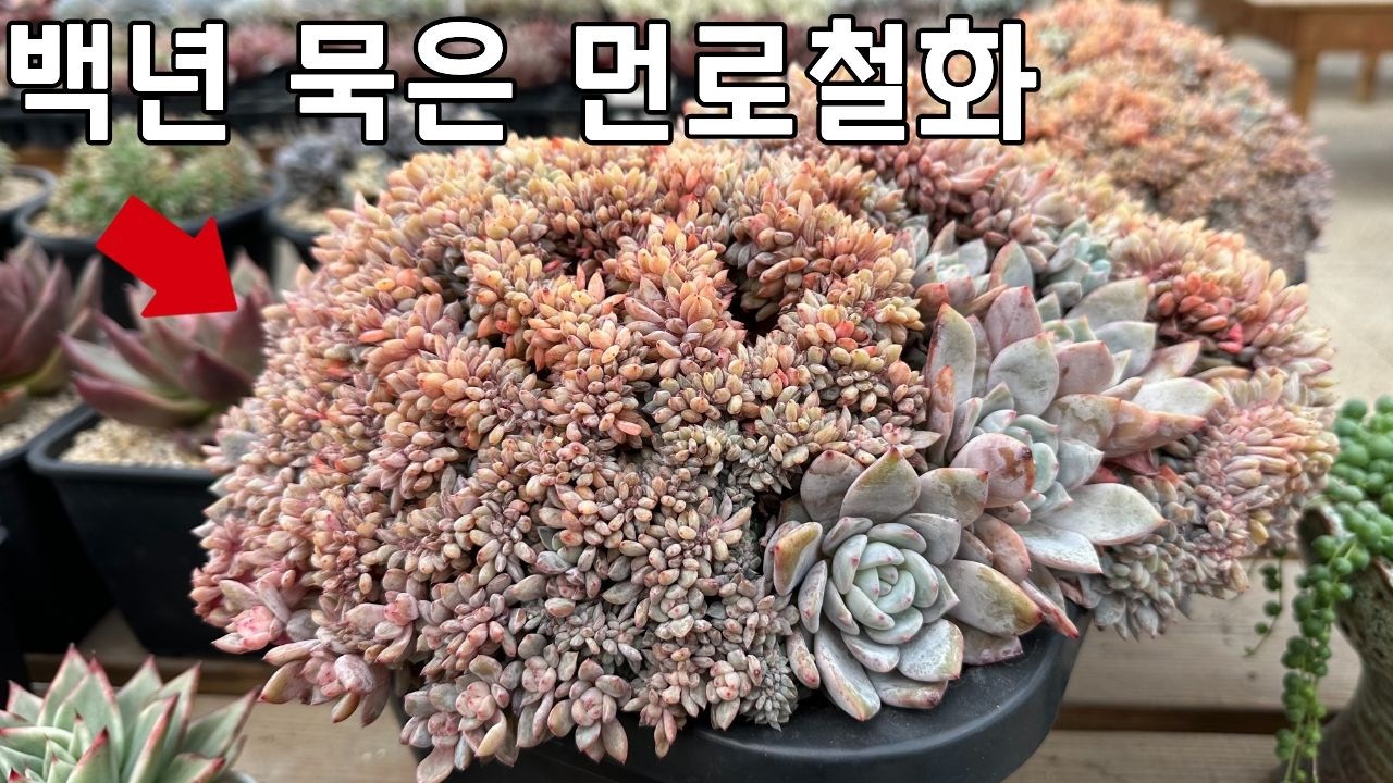 백년 묵은 먼로철화 분갈이(feat. 민집사 라이브 일정 공지)