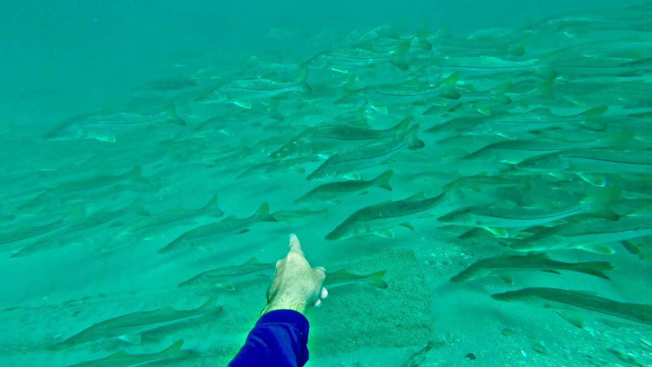 SWIMMING THE INLET WITH A MILLION SNOOK - GIANT SNOOK