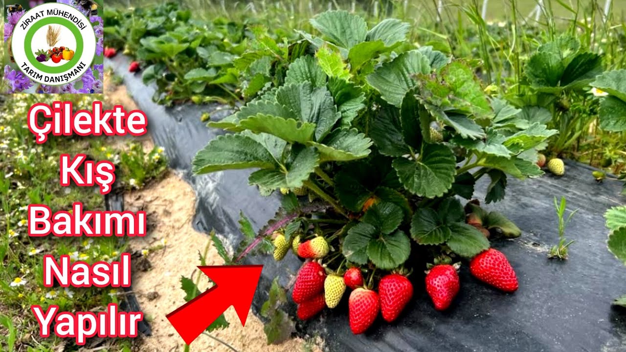 Çilekte Kış Bakımı Nasıl Yapılır🍓Çileklere Bunları Yapın Üzüm Gibi Çilek Verecek🍓Hastalıktan Kurtar