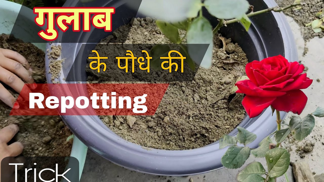 गुलाब के पौधे को सही तरीके से Repotting करने का तरीका #gardening #वायरल 
