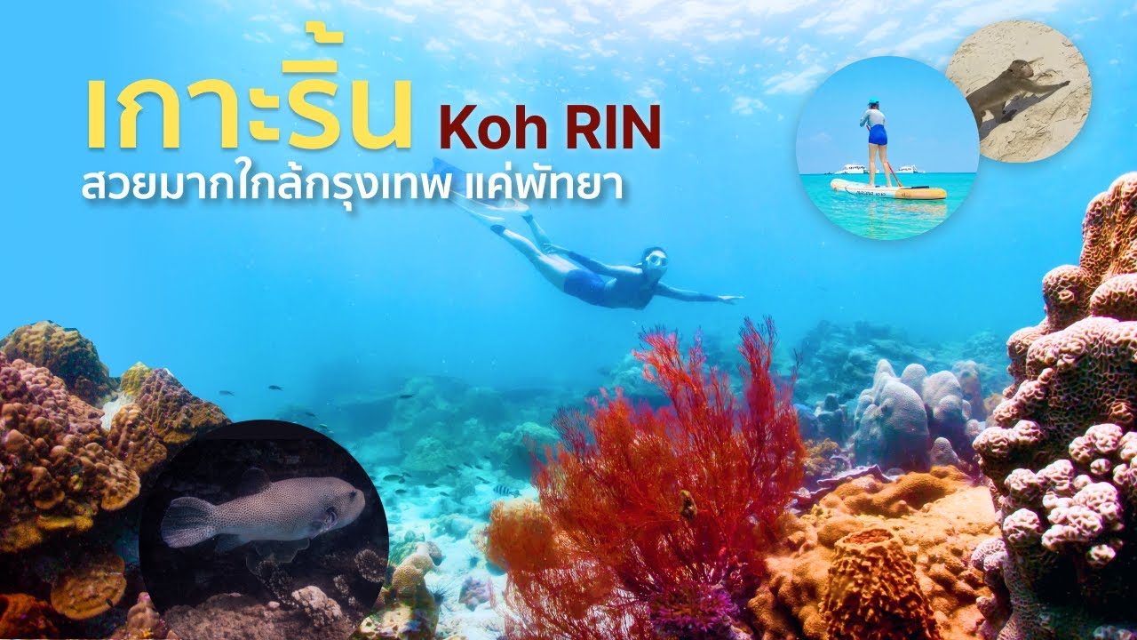 ดำน้ำเกาะริ้น(KohRin) ดำน้ำพัทยา โลกใต้น้ำสวยๆแค่พัทยา สวยมาก ใกล้กรุงเทพนิดเดียว -  MerManSiri
