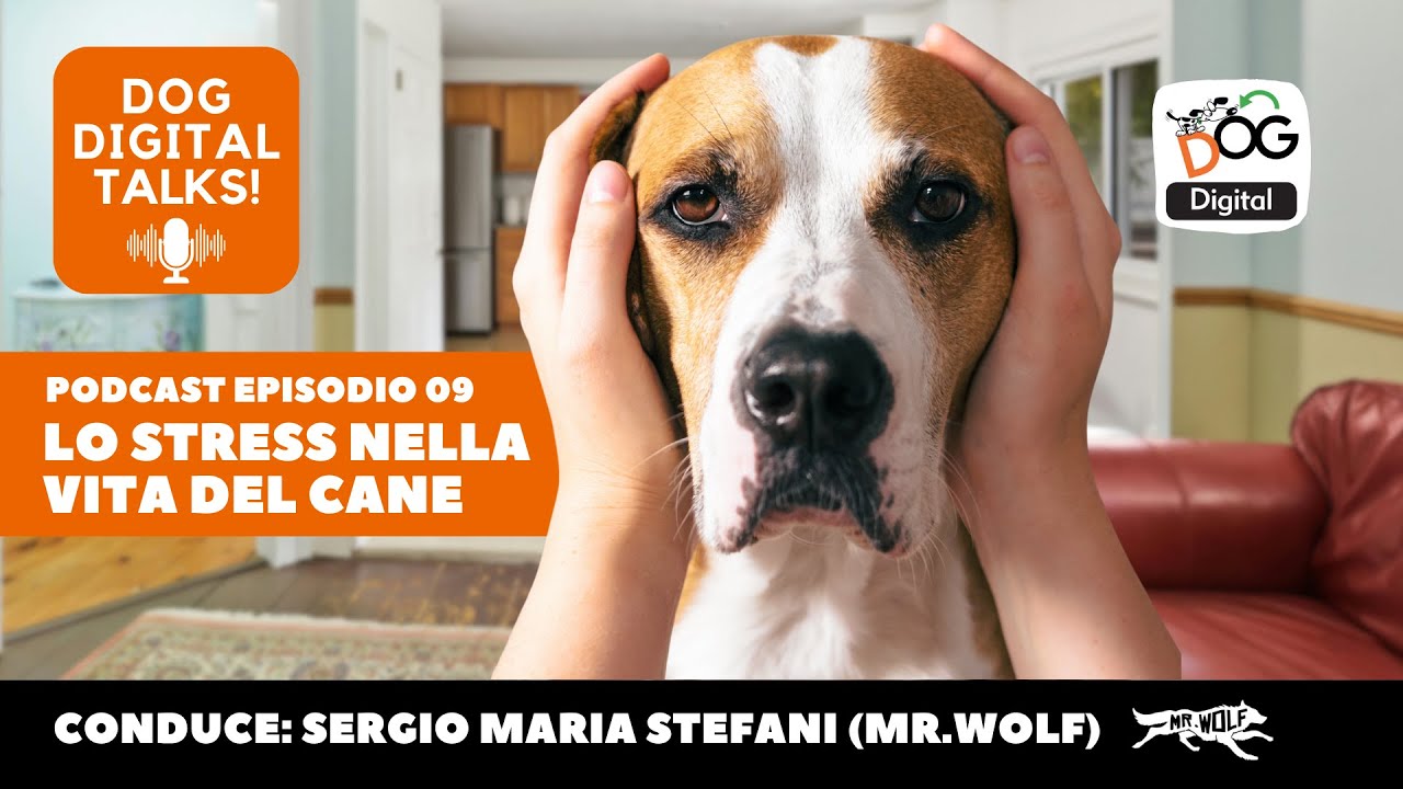 Lo stress nel cane: i segnali a cui prestare attenzione