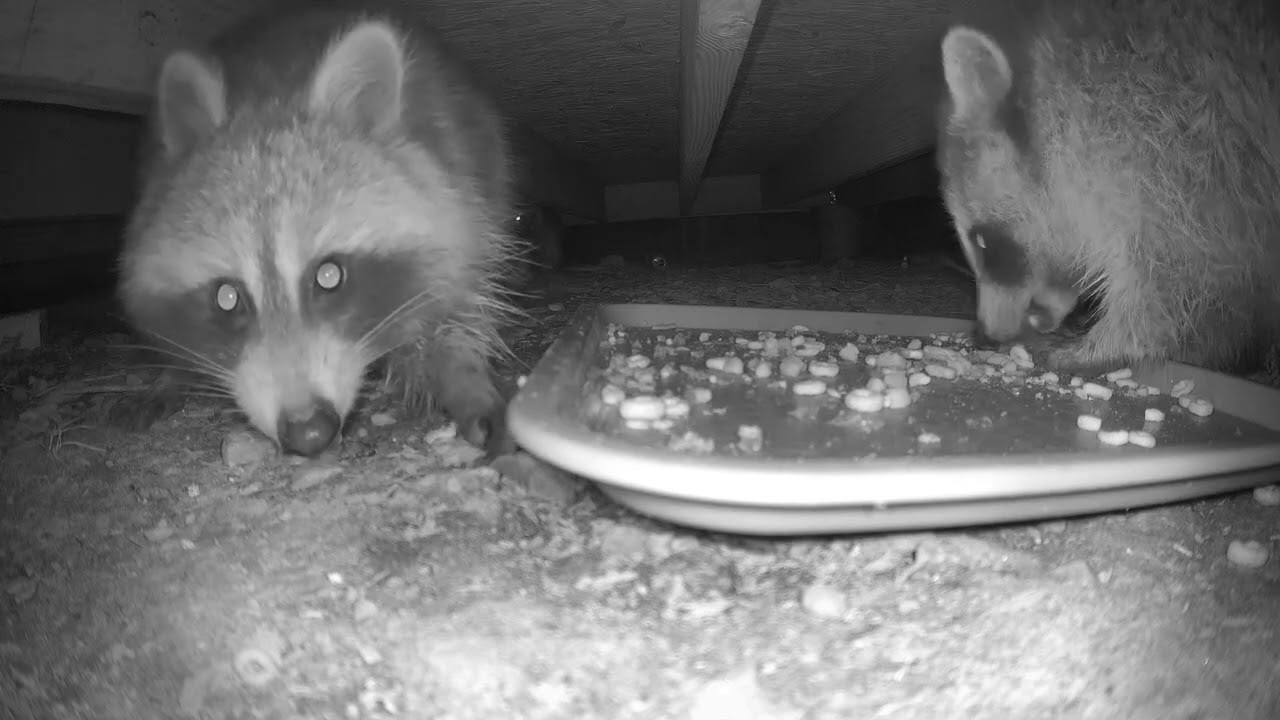 under the shed cam